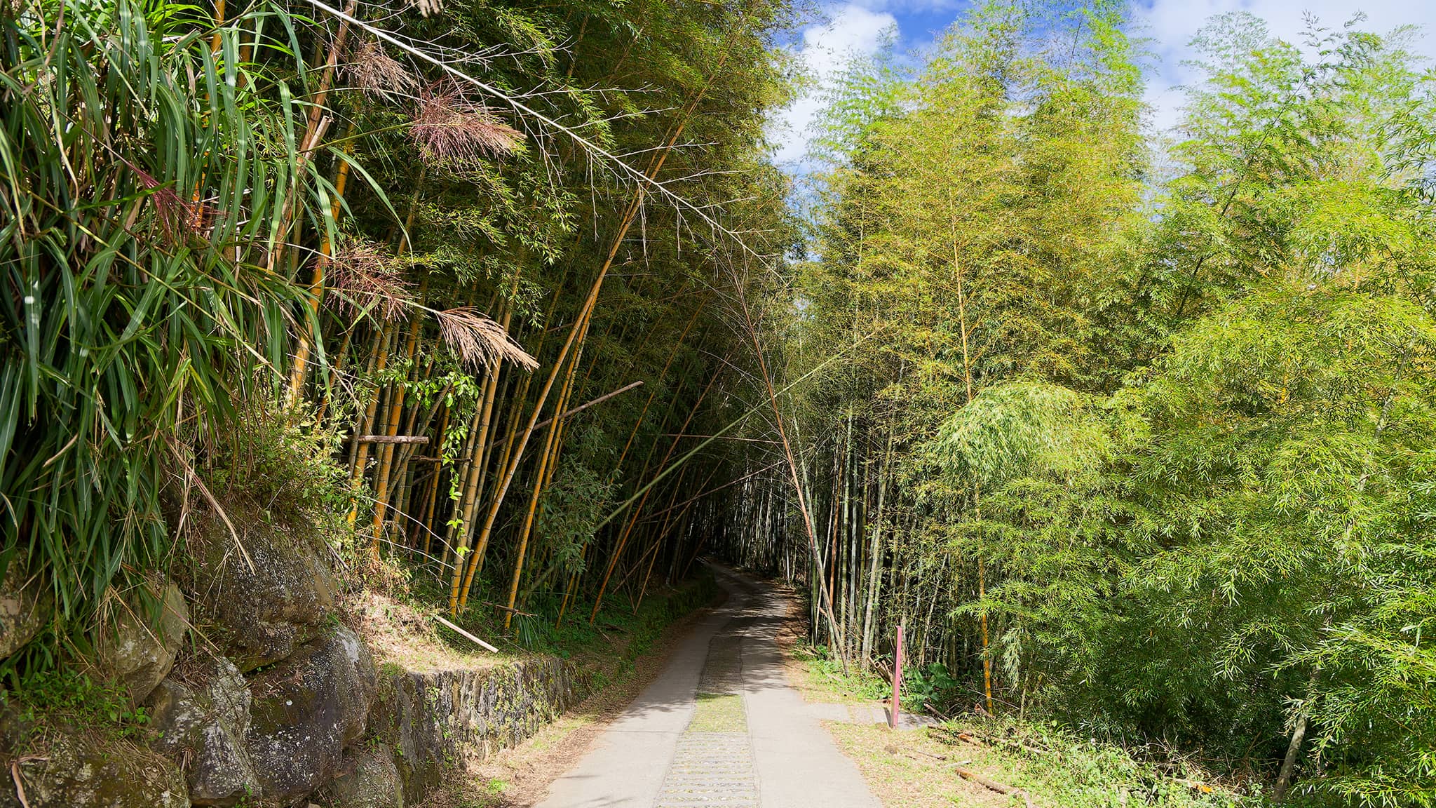 05 - Alishan (8).jpg